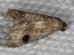 Abablemma brimleyana