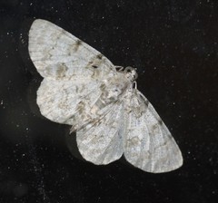 Dyscheralcis crimnodes