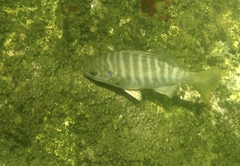 Kyphosus azureus