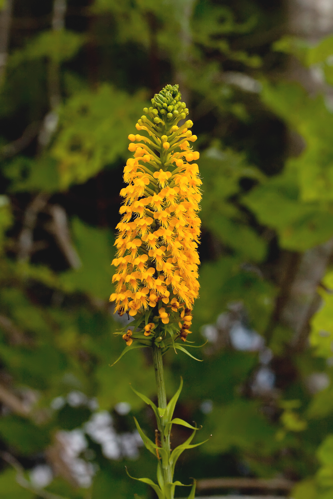 Platanthera cristata