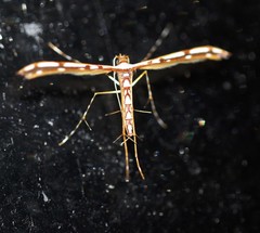 Cosmoclostis aglaodesma