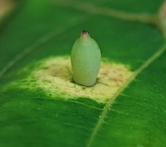 Caryomyia urnula