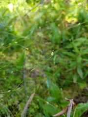 Carex billingsii