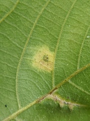 Caryomyia urnula