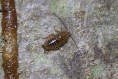 Ectobius pallidus