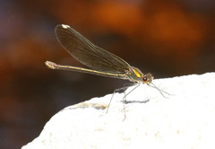 Calopteryx aequabilis