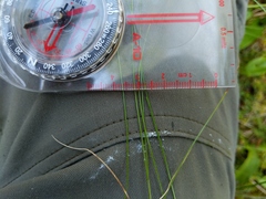 Carex billingsii