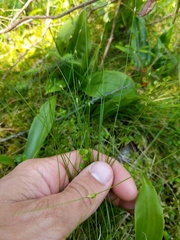 Carex billingsii