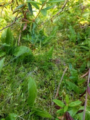 Carex billingsii