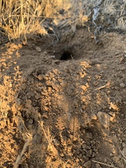 Thomomys talpoides