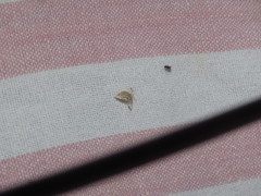 Lipocosmodes fuliginosalis