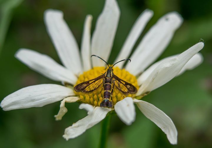 Ithaca Clearwing Moth