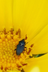 Odontocorynus salebrosus