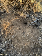 Thomomys talpoides