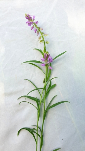 Skiauterėtoji putokšlė nuotrauka