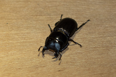 Dorcus parallelus