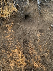 Thomomys talpoides