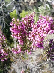 Erica nutans