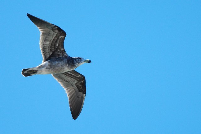 Pacific Gull