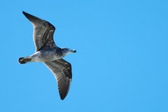 Pacific Gull photo 1