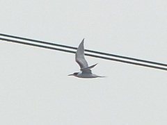 Thalasseus sandvicensis