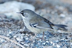 Sericornis maculatus