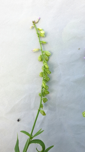 Skiauterėtoji putokšlė nuotrauka