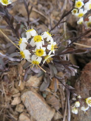 Myosotis monroi