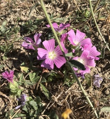 Malva punctata