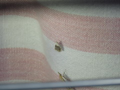 Lipocosmodes fuliginosalis