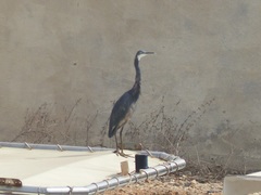 Egretta gularis
