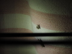 Lipocosmodes fuliginosalis