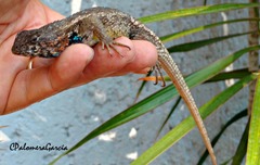 Sceloporus horridus