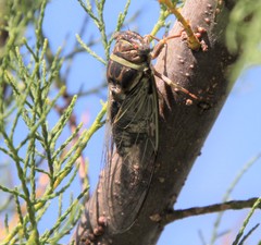 Diceroprocta viridifascia
