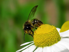 Andrena denticulata