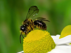 Andrena denticulata