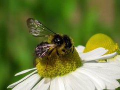 Andrena denticulata