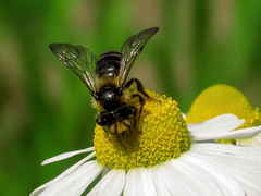 Andrena denticulata