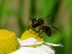 Andrena denticulata