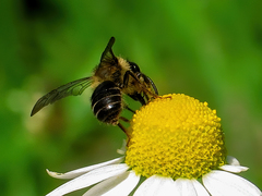 Andrena denticulata