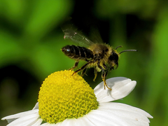 Andrena denticulata