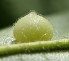 Caryomyia conoidea