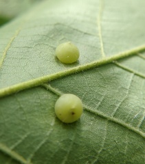 Caryomyia conoidea
