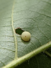 Caryomyia conoidea