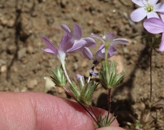 Leptosiphon breviculus