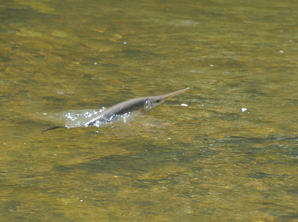 Longnose Gar