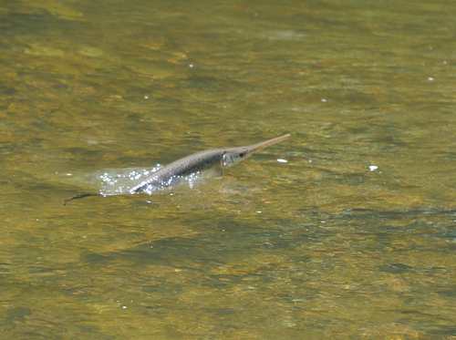 Longnose Gar