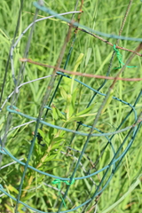 Lilium philadelphicum