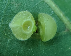 Caryomyia conoidea