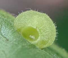 Caryomyia conoidea